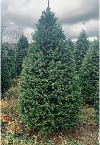 Real Christmas Trees Delivered 7 Foot Premium Balsam Fir Christmas Tree